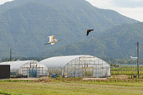 福井県越前市蕎麦の栽培地