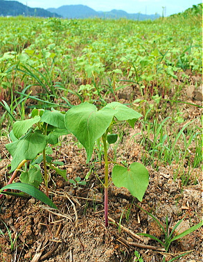 蕎麦の発芽後の生長