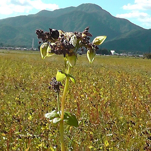 福井県産そばの収穫までもう少し