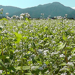 ソバの花が開花