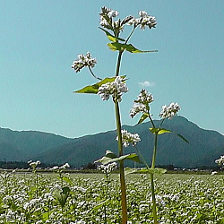 一本だけ伸びたソバの花