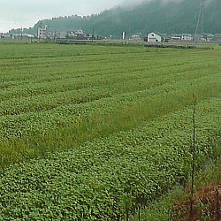 越前市西樫尾地区蕎麦の発芽状況