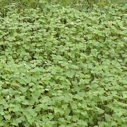 越前市西樫尾地区蕎麦の発芽状況