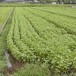 越前市山室地区蕎麦の発芽状況