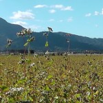 蕎麦の実が完熟してくる