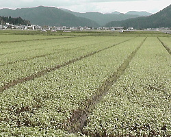 越前市赤坂地区のソバ畑８月２８日