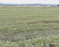 越前市西樫尾地区のソバ畑