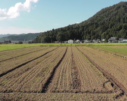 越前市山室地区のソバ畑８月１９日