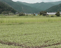 越前市山室地区のソバ畑８月２８日