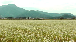 白いそばの花が咲いている