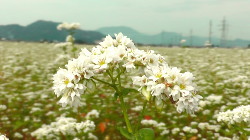 そばの花が満開