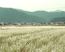 西樫尾地区のソバの白い花
