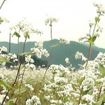 赤坂地区のソバの白い花