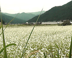 山室地区のソバの白い花