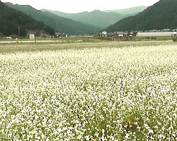 山室地区のソバの白い花
