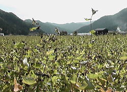 ソバ収穫直前赤坂地区