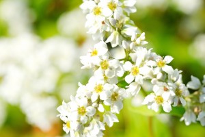 満開に咲いた白いソバの花