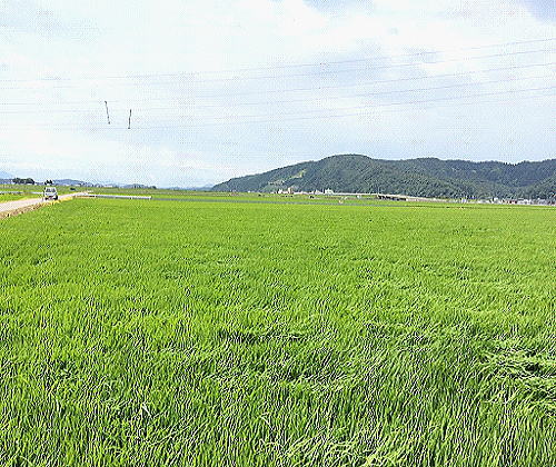 福井県福井市河合地区の風景