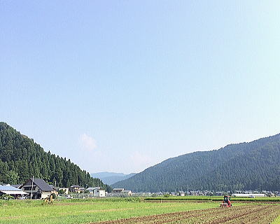 福井県越前市でのソバ種の播種