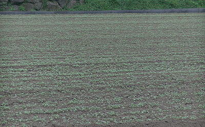 福井県越前産蕎麦の播種後