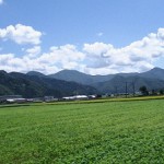 福井県産そばの生長