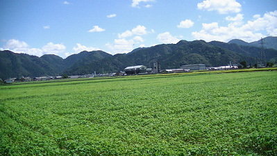 福井県産そばの生長２週間後