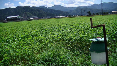 福井県産そばの生長３週間後