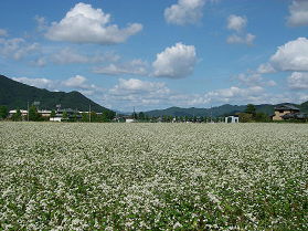 福井県秋そば白い花満開