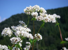 ソバの白くて可憐な花