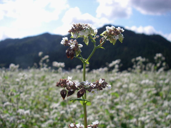 一足早く蕎麦の実が熟し始めている