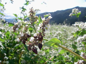 一足早く蕎麦の実が熟し始めている