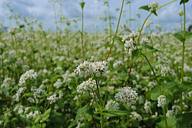 ソバの白くて可憐な花