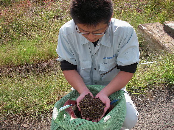 収穫直前の福井県産そば