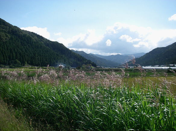 福井県越前市蕎麦栽培地の風景