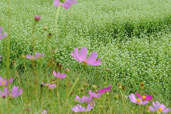 福井県蕎麦栽培地の風景