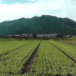 蕎麦発芽圃場状況