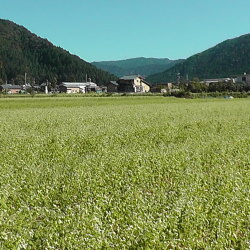 越前市山室地区の蕎麦の生長