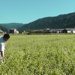 越前市山室地区の蕎麦の生長