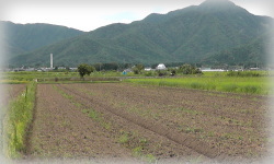 ２０１４年福井県ソバ栽培播種