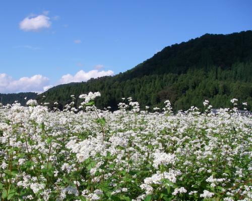 ソバの白い花が満開になる福井県の９月中旬の風景