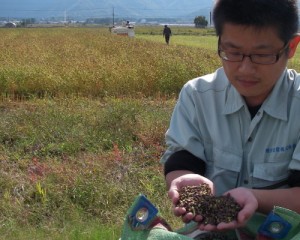 自社栽培管理で収穫直後の福井県在来種の玄ソバ