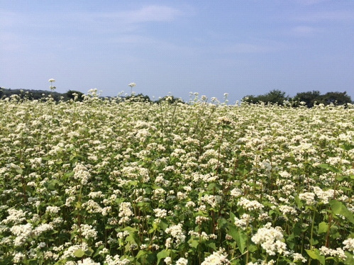 福井県あわら市にある夏そばの圃場