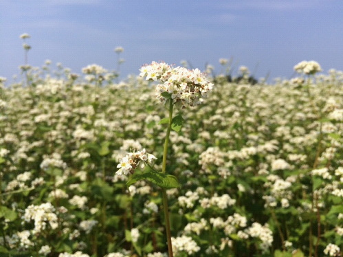 そばの白い花に虫が漂うことで受粉する