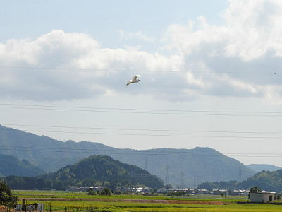 越前市西樫尾地区のどかな風景