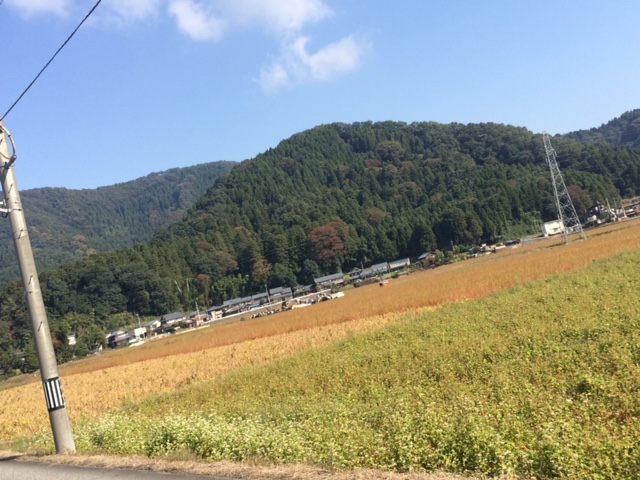 福井県越前市そばの生長状況