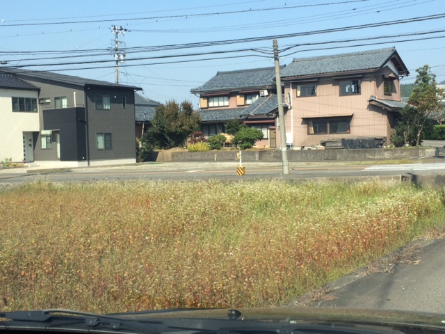 福井県越前市そばの生長状況