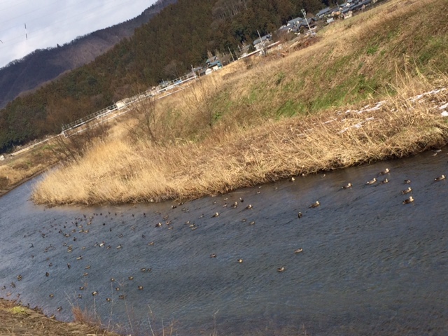 製粉所前の川にいる鴨