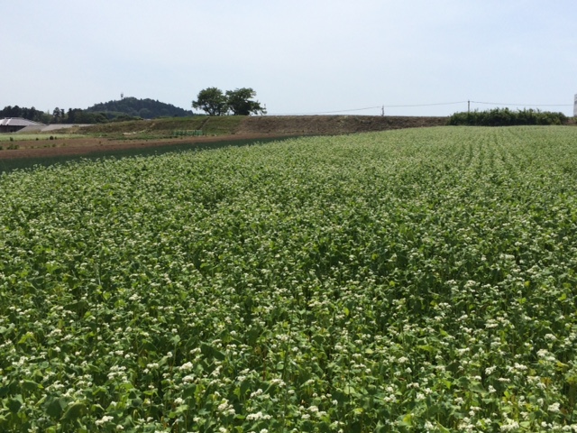 福井県産夏の新蕎麦のそば畑