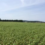 福井県産夏の新蕎麦