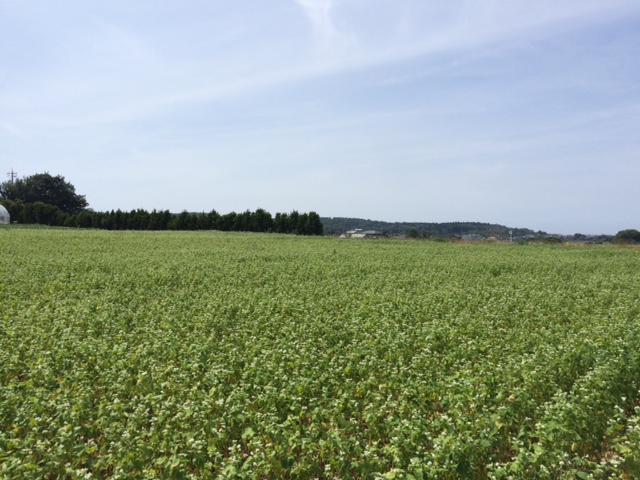 福井夏そば圃場